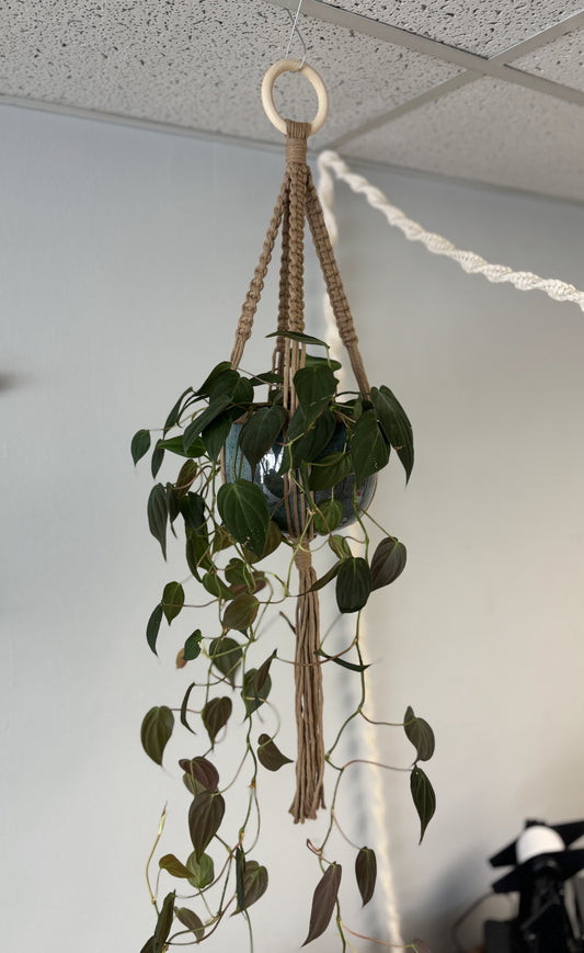 Macrame Plant Hanger Workshop